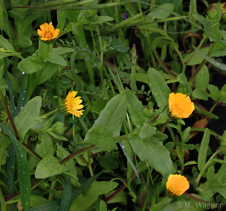 Calendula-arvensis